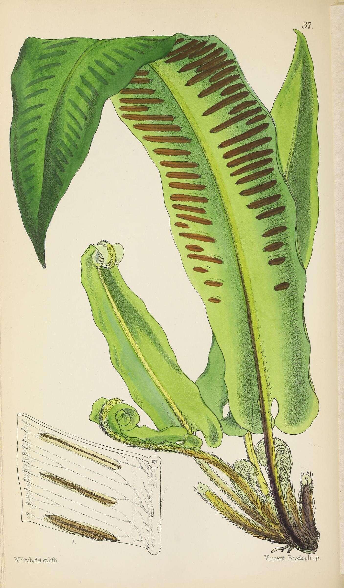 Image of Asplenium scolopendrium subsp. scolopendrium
