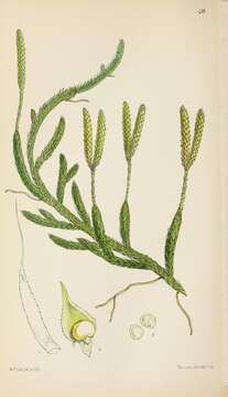 Image of Stag's-horn Clubmoss