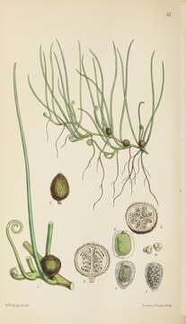 Image of Pillwort