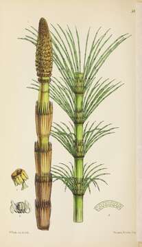 Image of Great Horsetail