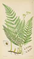 Gymnocarpium robertianum (Hoffm.) Newman resmi