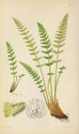 Woodsia ilvensis (L.) R. Br. resmi