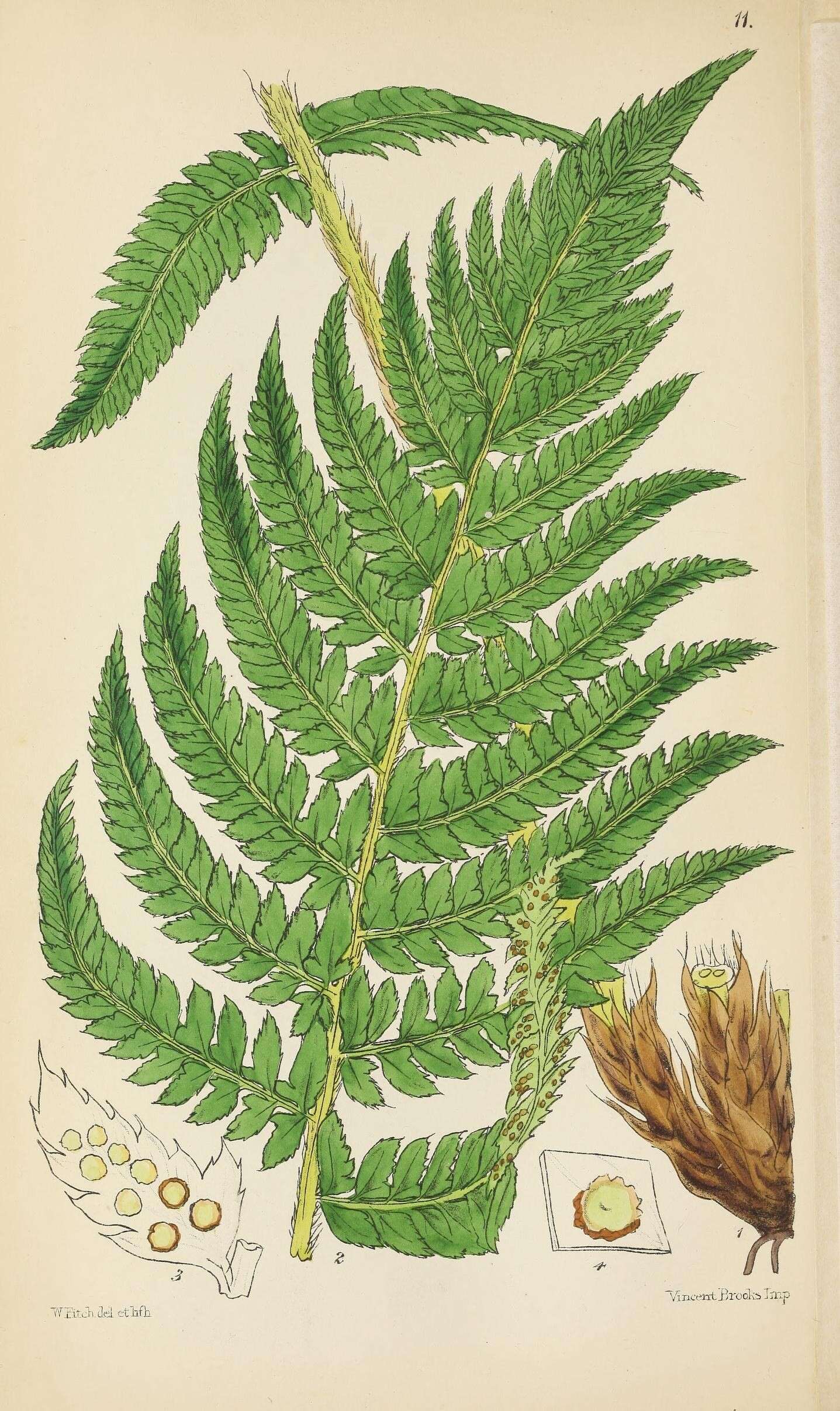 Polystichum aculeatum (L.) Roth resmi