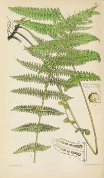 Image of Thelypteris palustris subsp. palustris