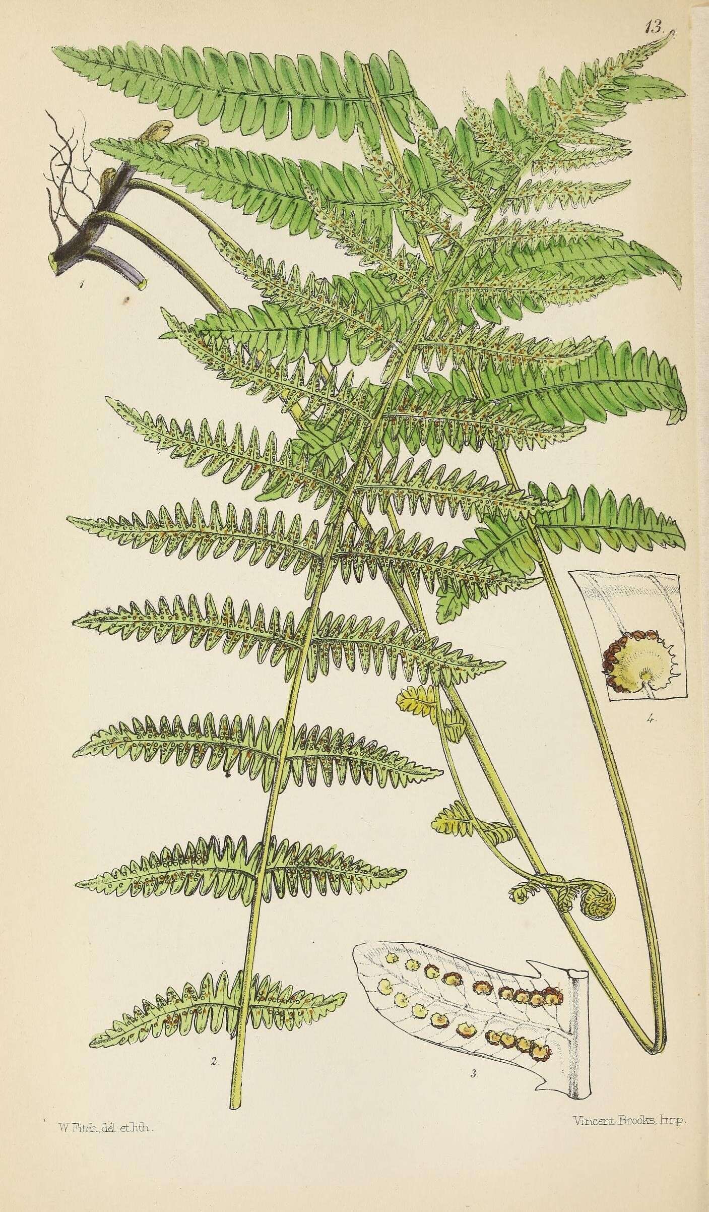 Thelypteris palustris subsp. palustris resmi