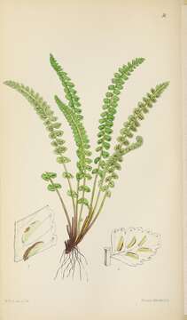 Image of Green Spleenwort