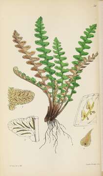 Image of Asplenium ceterach L.