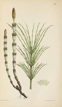 Image of Shady Horsetail