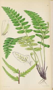 Image of Asplenium marinum L.