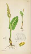 Image of common moonwort