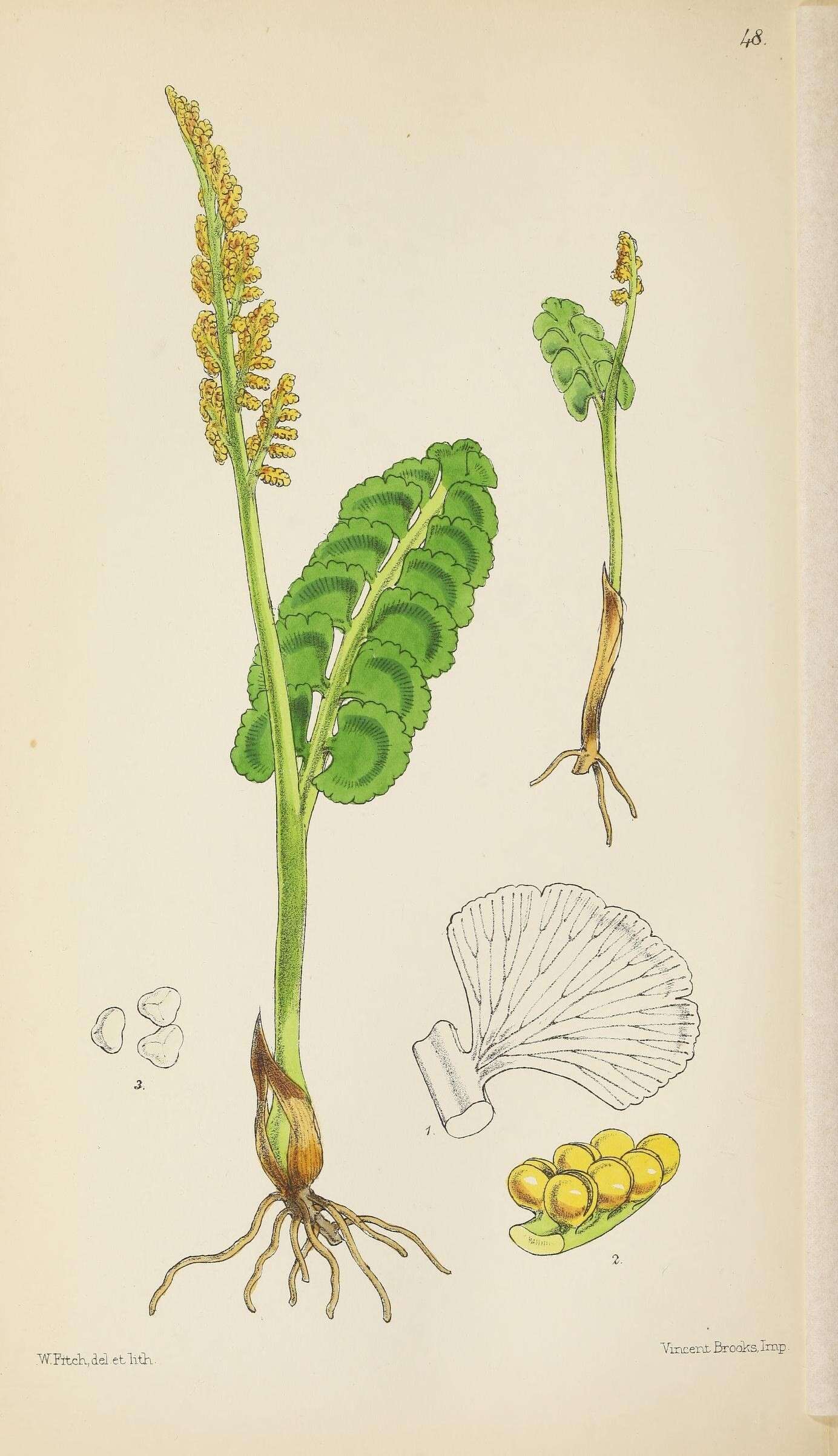 Image of common moonwort