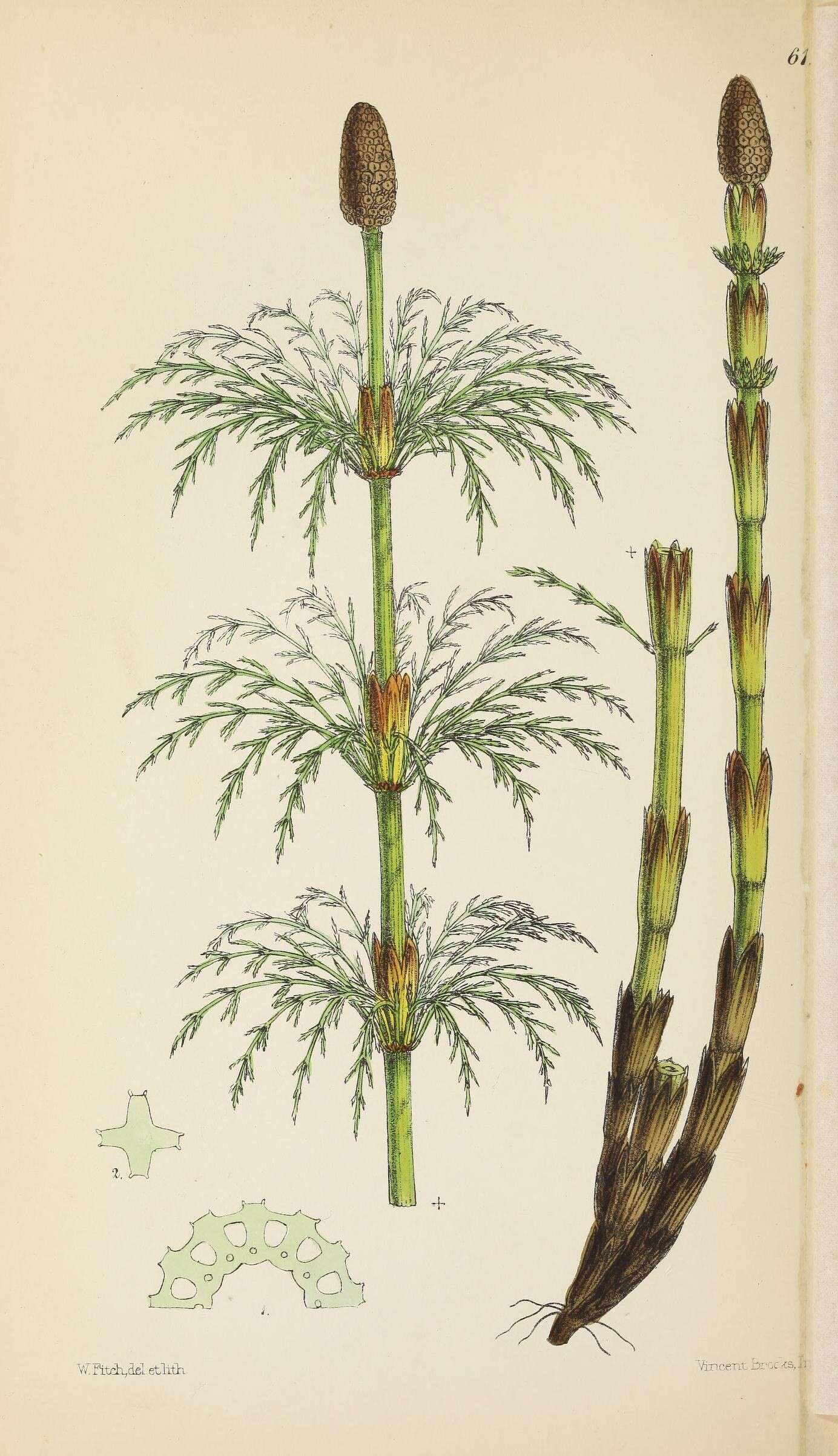 Equisetum sylvaticum L. resmi