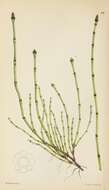 Equisetum variegatum Schleich. resmi