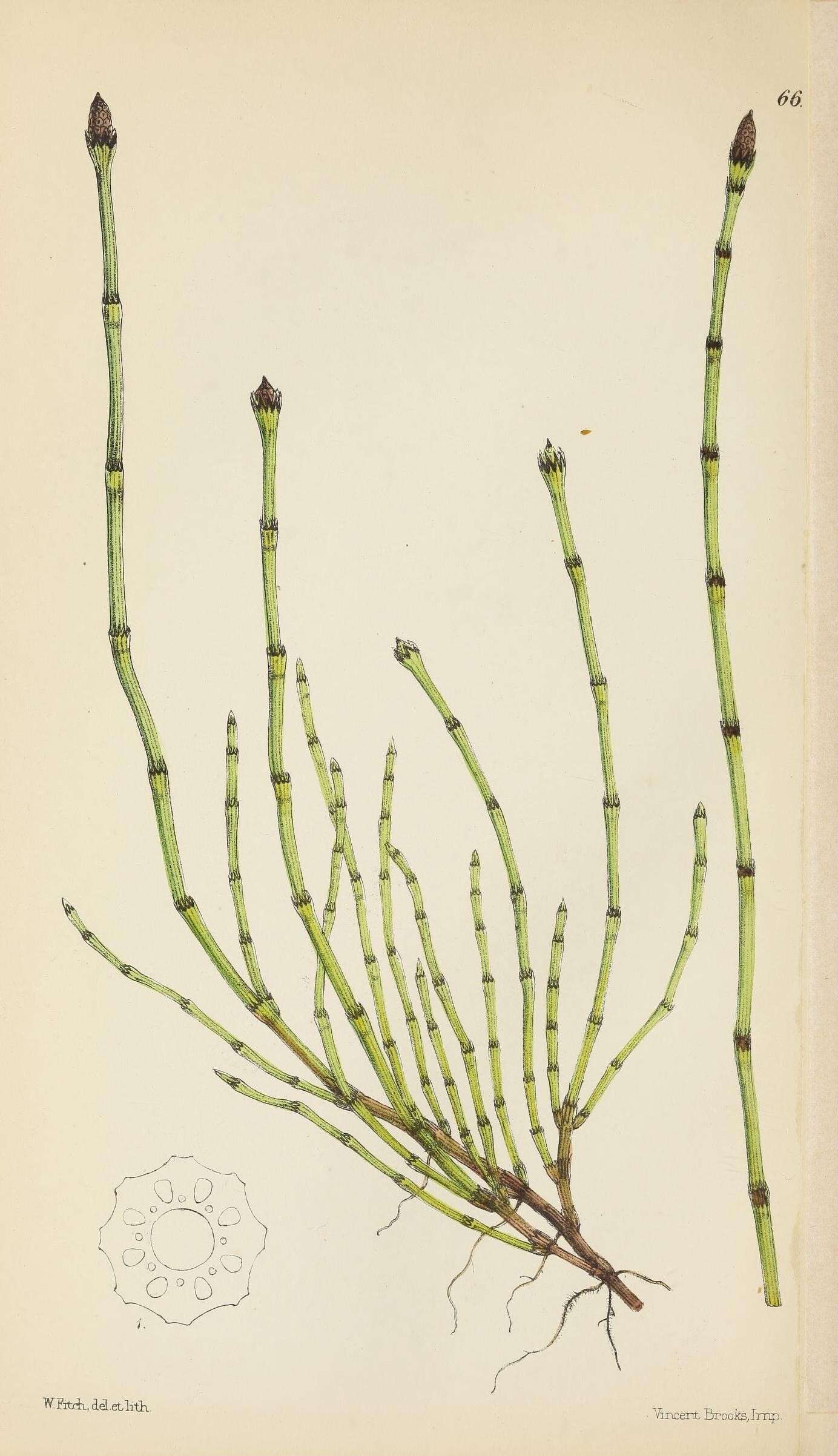 Equisetum variegatum Schleich. resmi