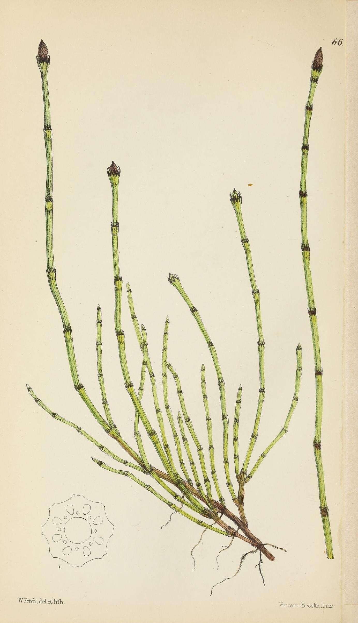 Image of variegated horsetail