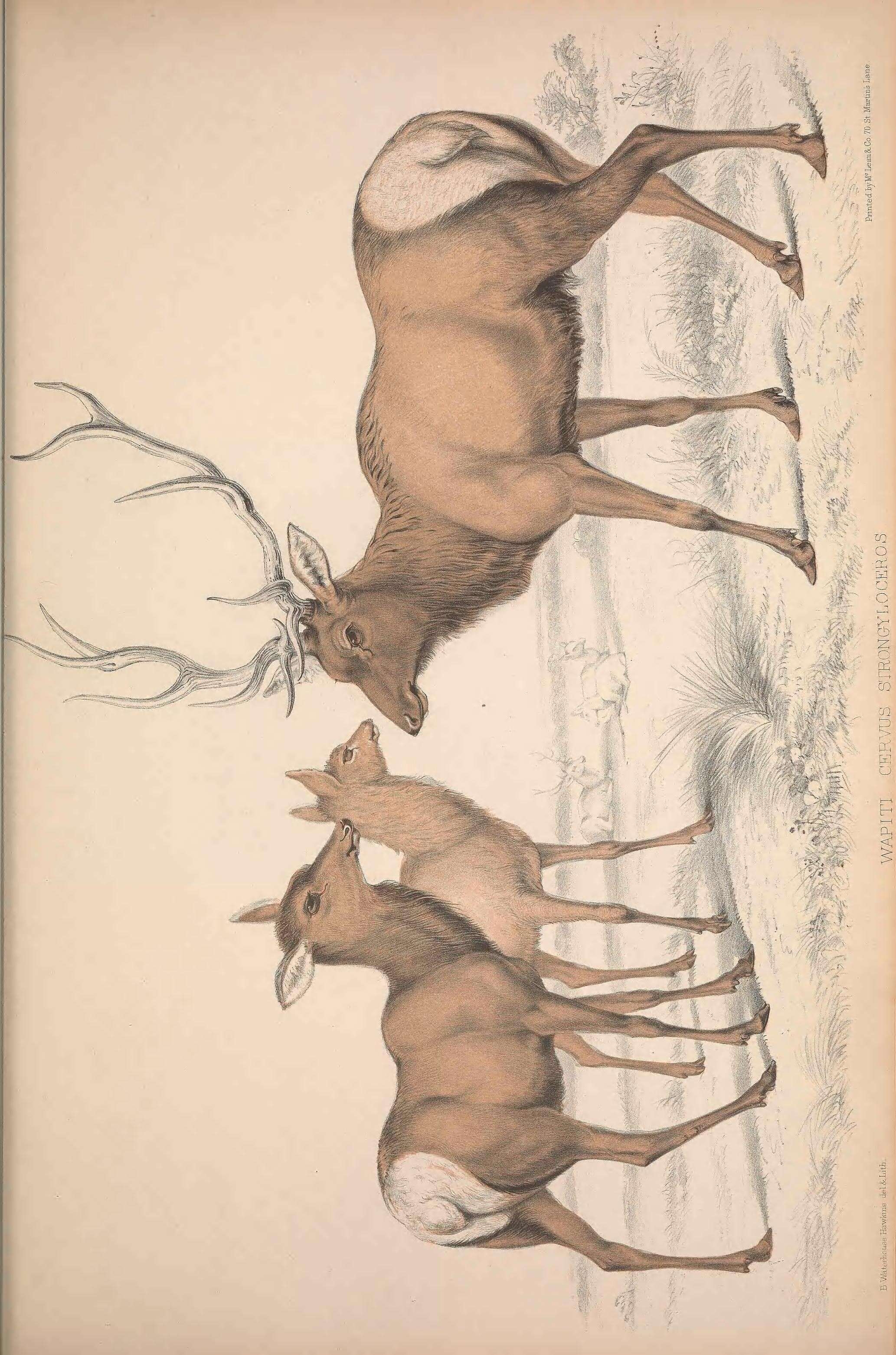 Image of North American elk