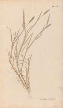 Image of marsh foxtail