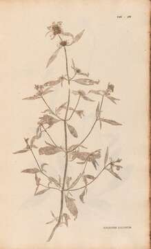 Image of Red hemp nettle