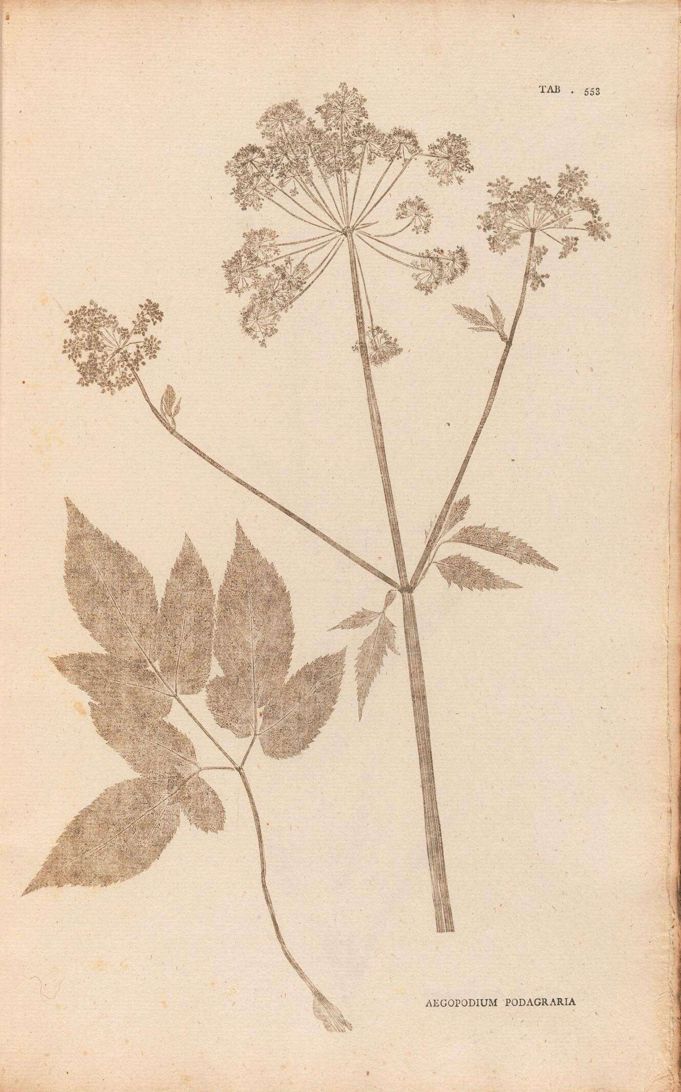 Aegopodium podagraria L. resmi