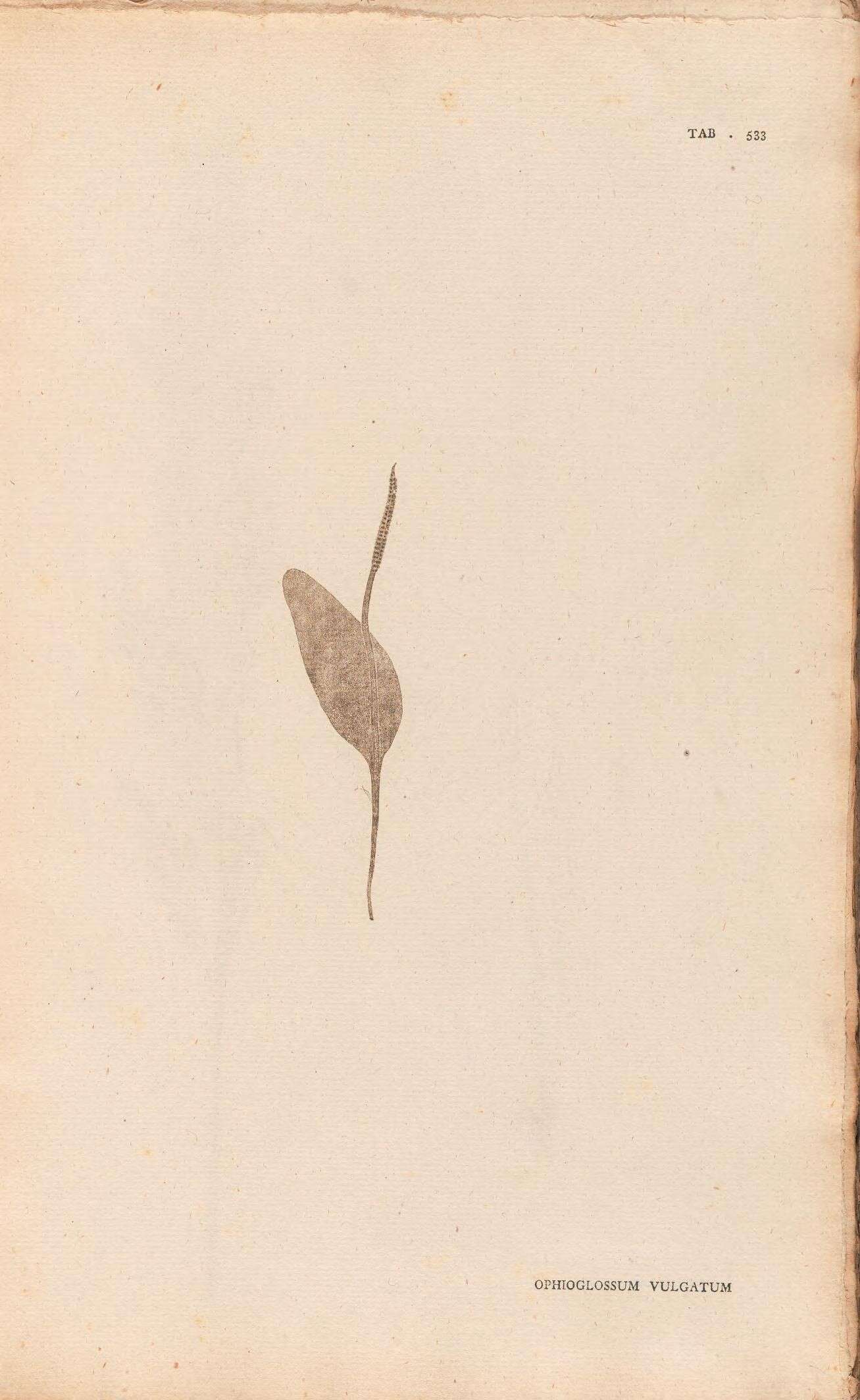 Ophioglossum vulgatum L. resmi