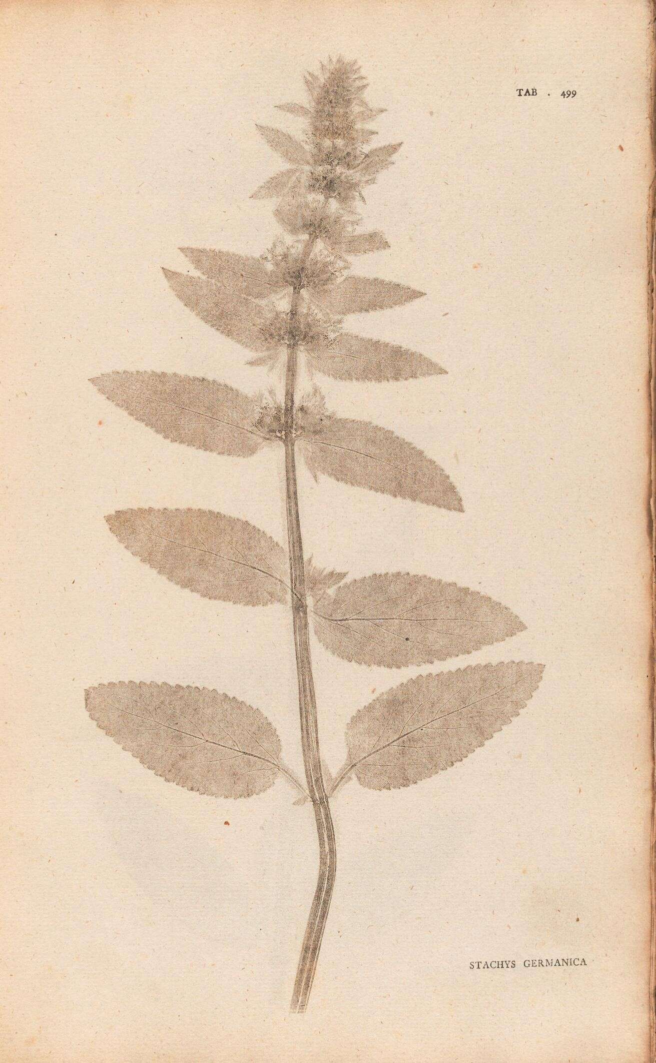 Image of Downy woundwort