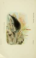 Image de Galemys pyrenaicus rufulus (Graells 1897)