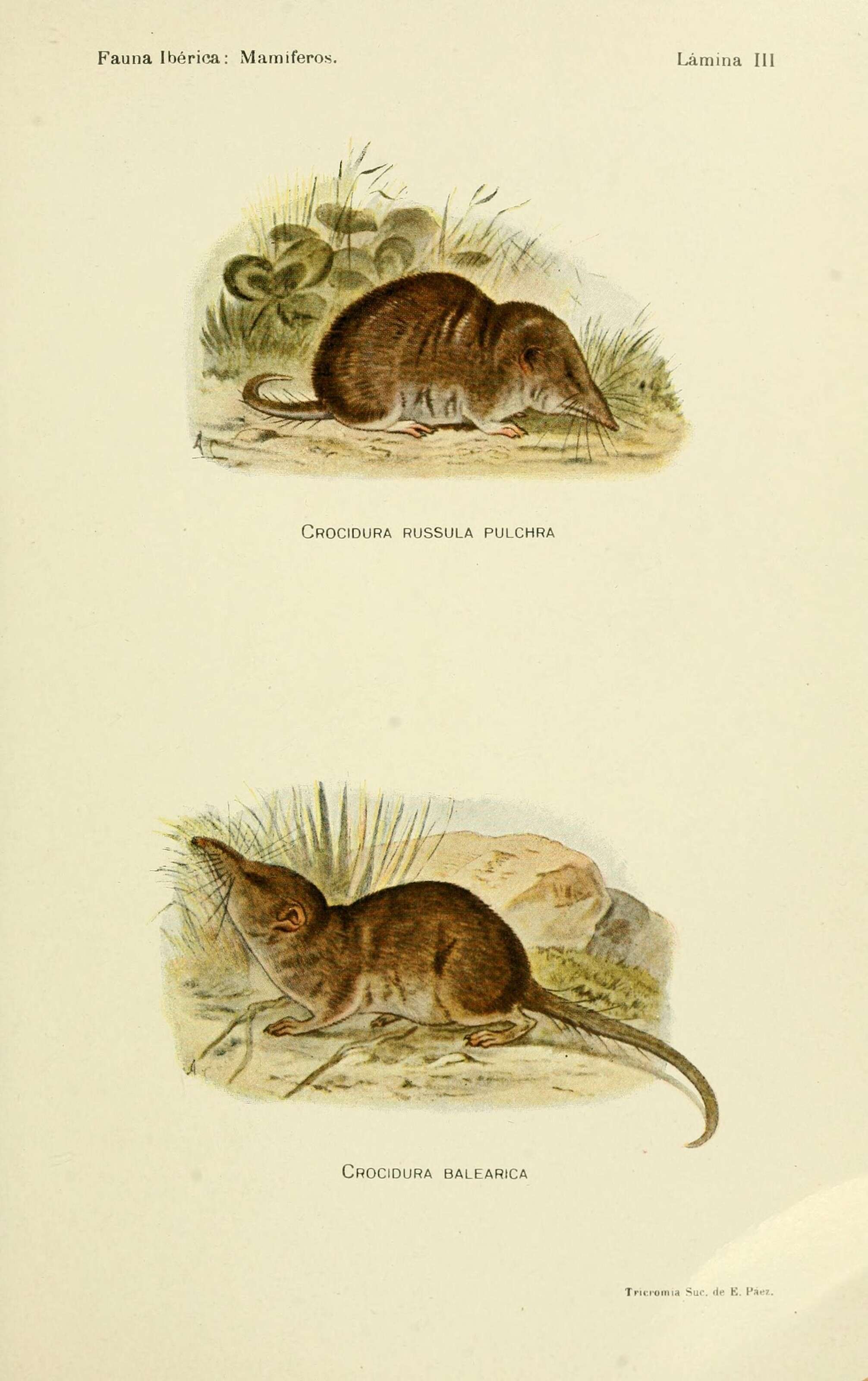 Image de Crocidura russula pulchra Cabrera 1907