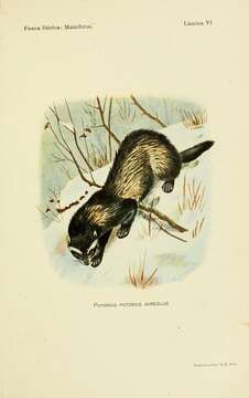 Image of Mustela putorius aureola (Barrett-Hamilton 1904)