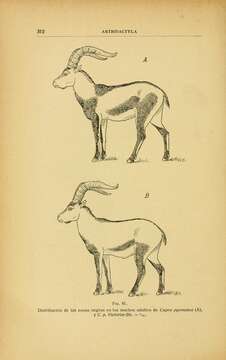 Image of Iberian Wild Goat