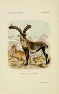 Image of Iberian Wild Goat