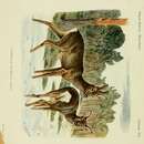 Image of Capreolus capreolus canus Miller 1910