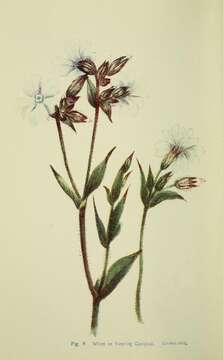 صورة Silene latifolia subsp. alba (Miller) Greuter & Burdet