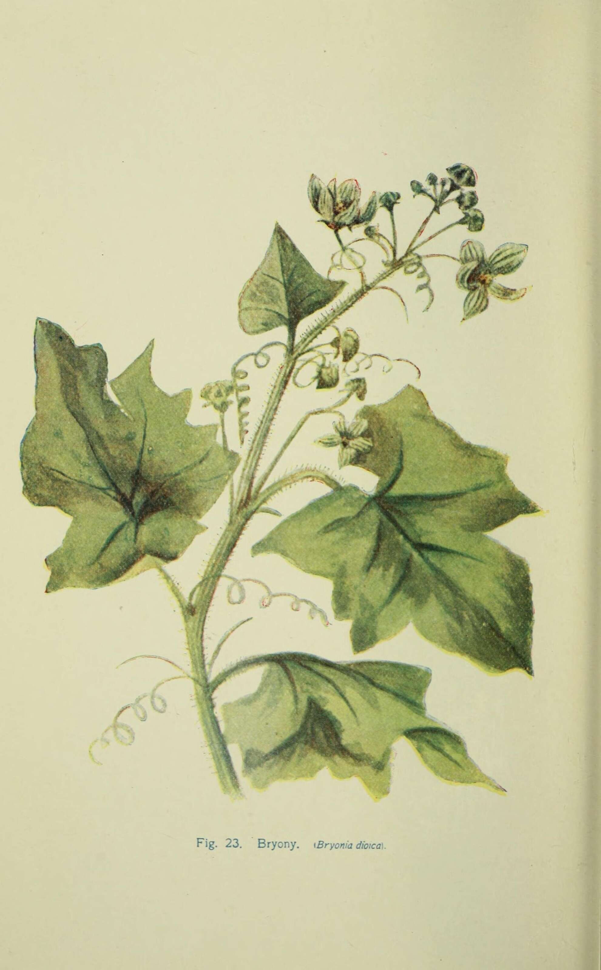 Image of Cretan bryony