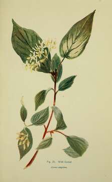 Imagem de Cornus sanguinea L.