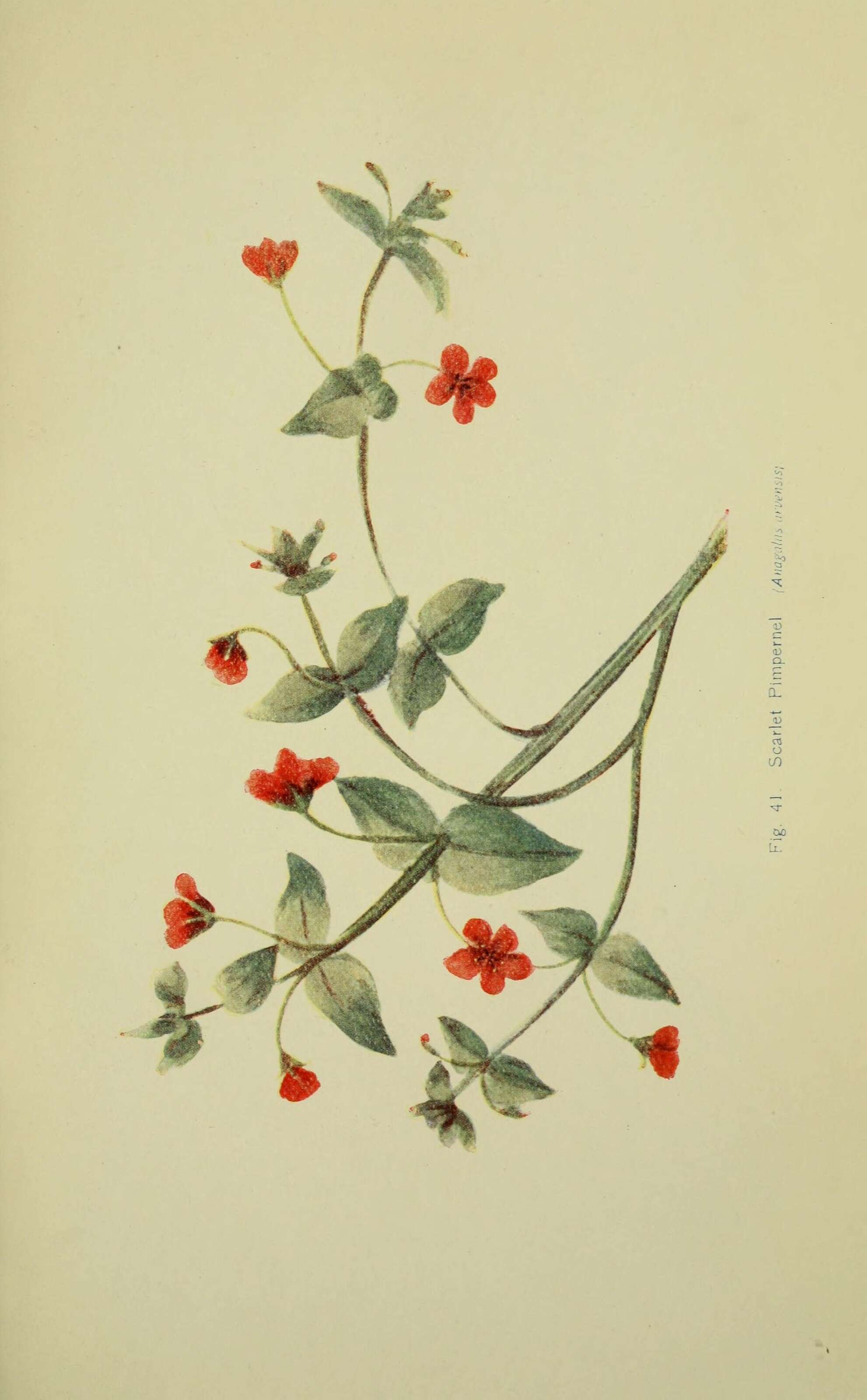 Image of Scarlet pimpernel
