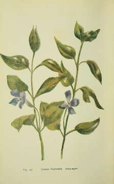 Image de Vinca major L.