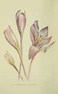 Image of Autumn crocus