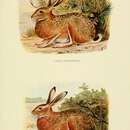 Image of Lepus granatensis gallaecius Miller 1907