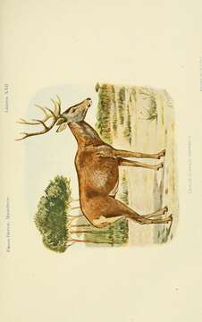 Image of Cervus elaphus hispanicus Hilzheimer 1909