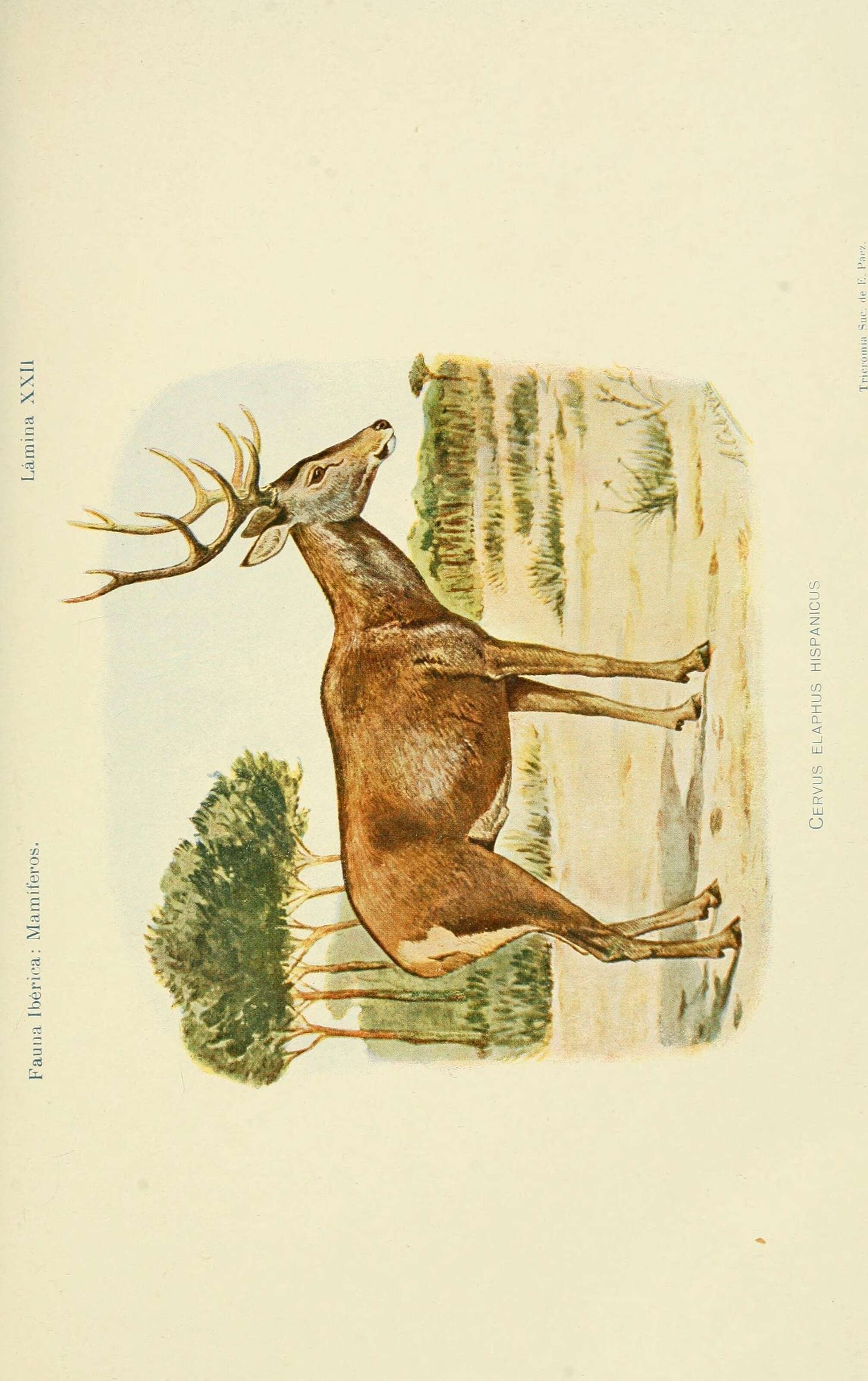 Image of Cervus elaphus hispanicus Hilzheimer 1909