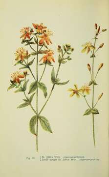 Image of slender St John's-wort