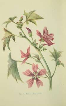 Image of high mallow