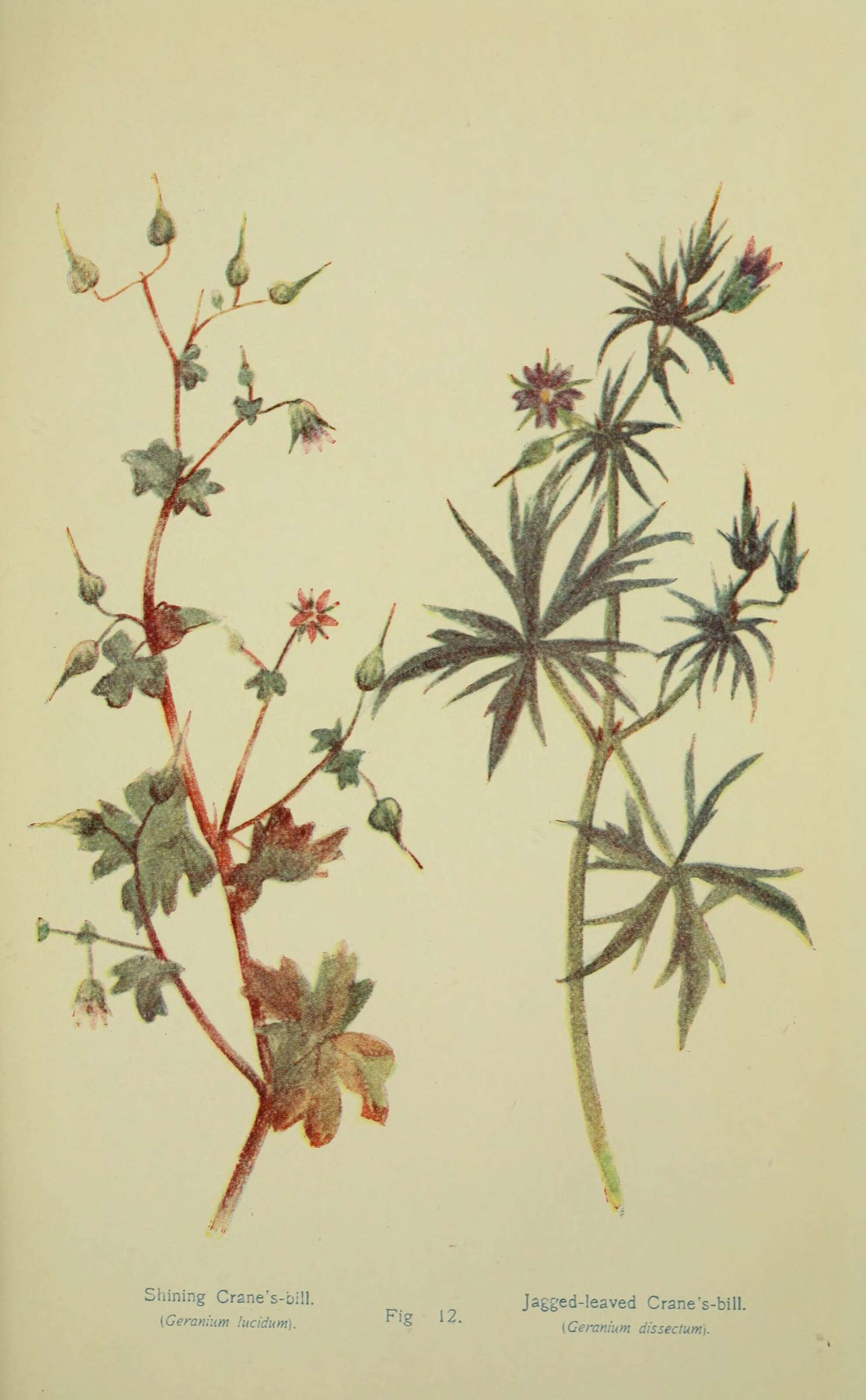 Geranium lucidum L.的圖片