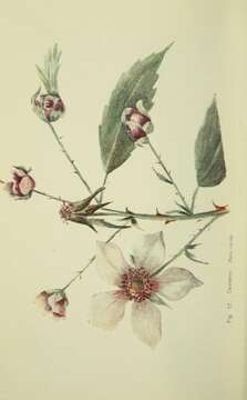 Image of Dewberry