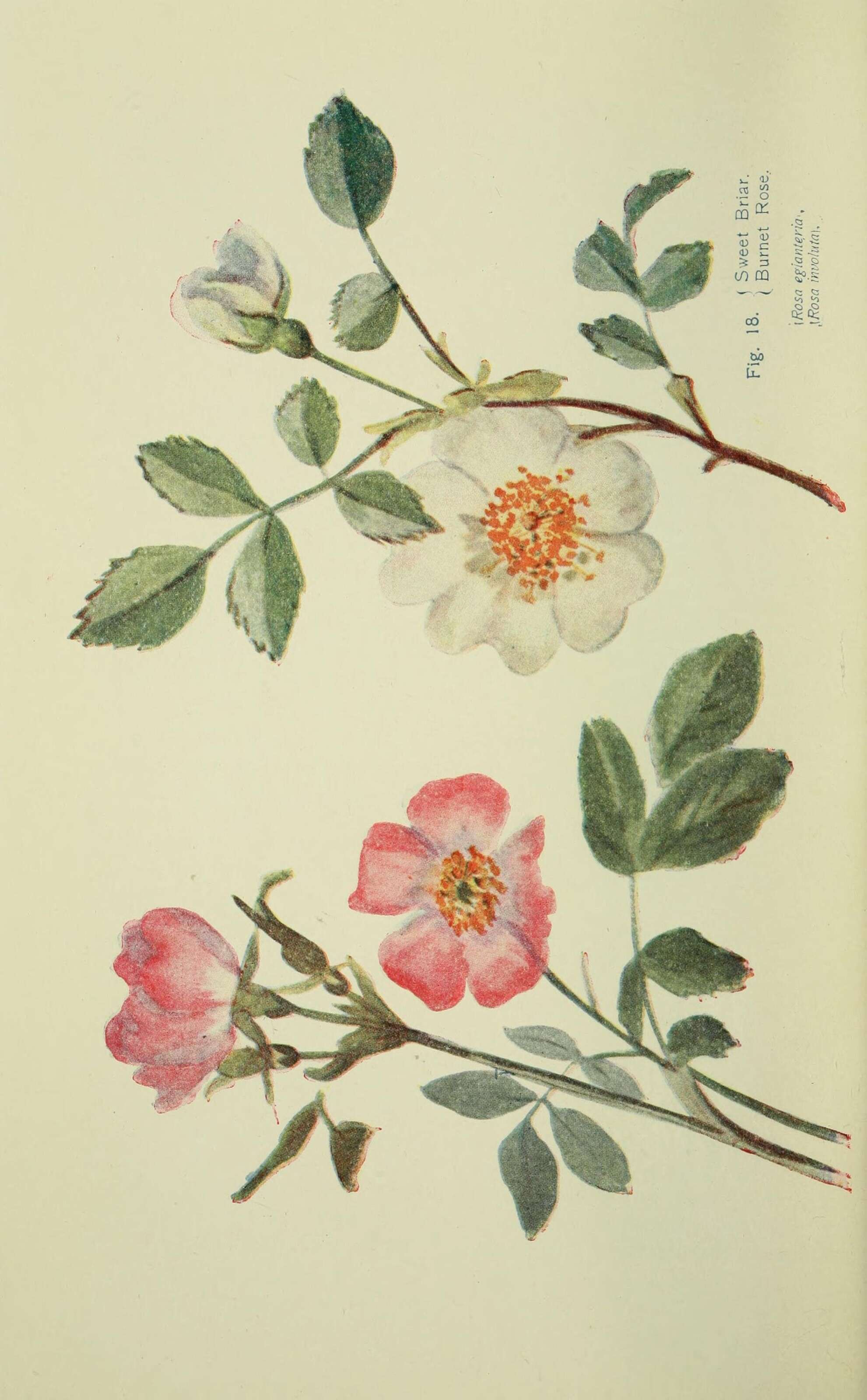Image de rosier rouillé