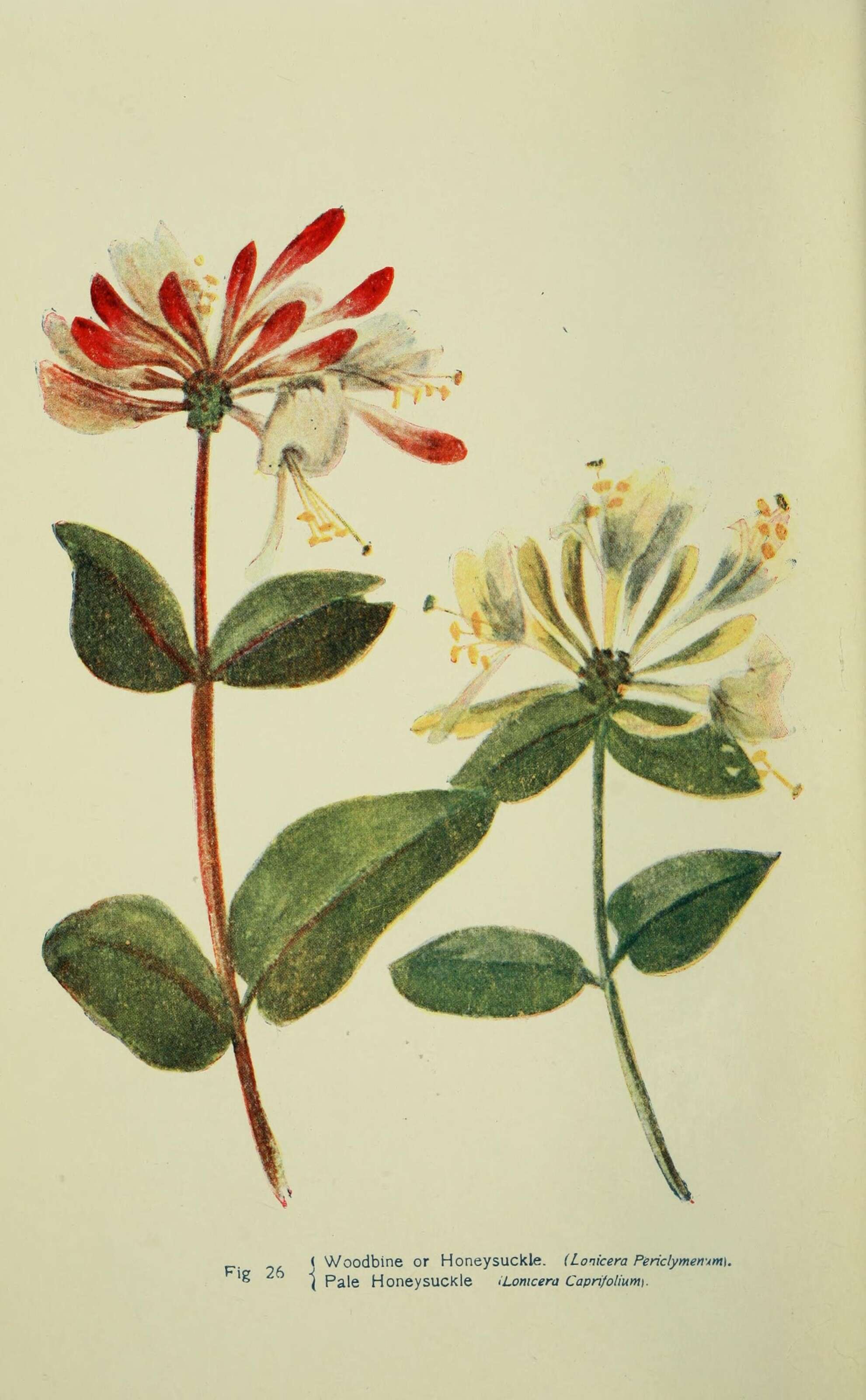 Image of European honeysuckle