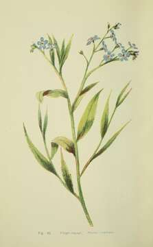 Image of true forget-me-not