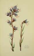 Image of blueweed