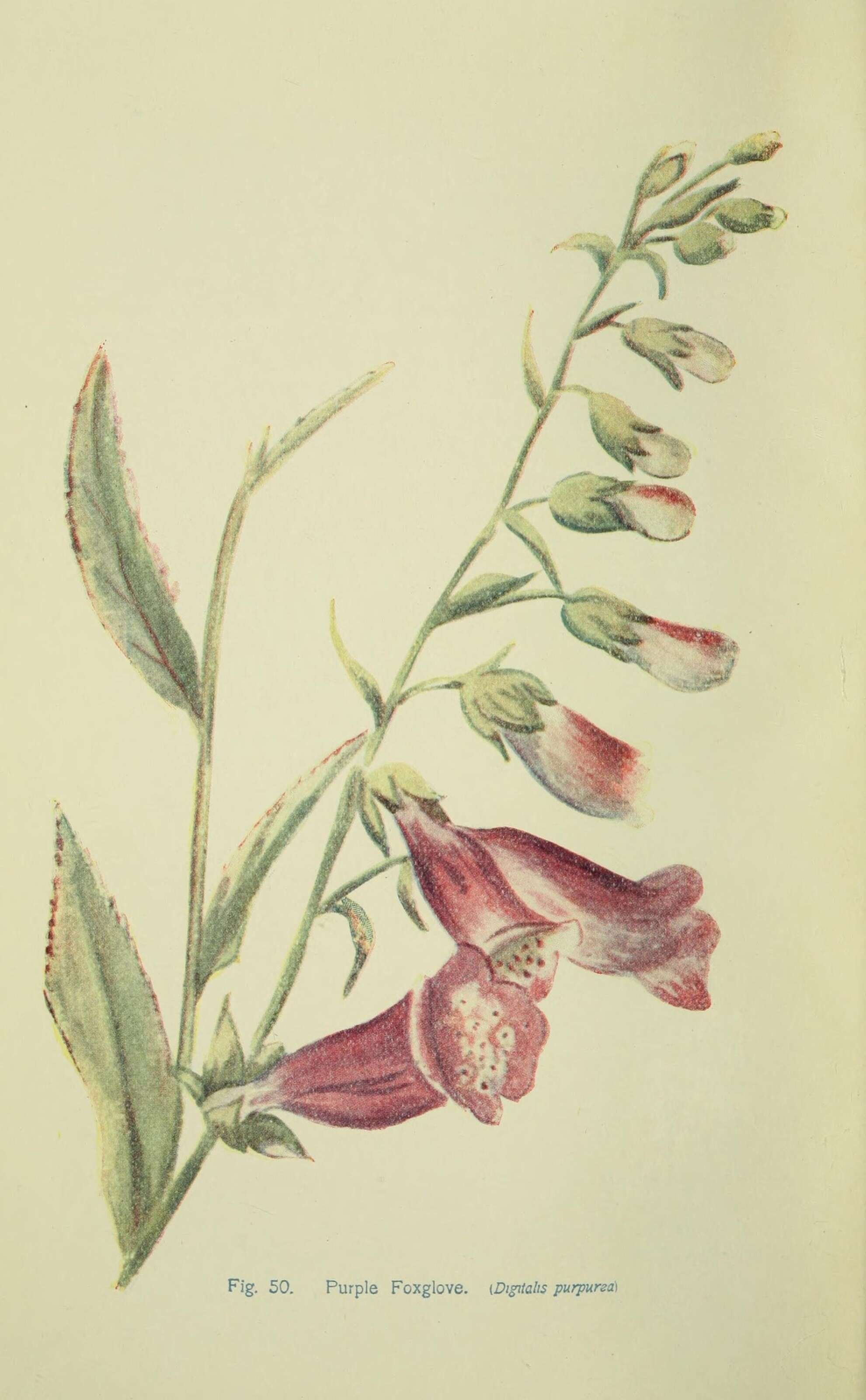 Imagem de Digitalis purpurea L.