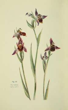 Image of Bee orchid